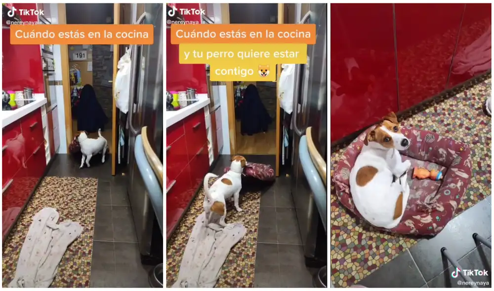 La acción del perrito ha sido vista por miles de internautas. Foto: captura de TikTok