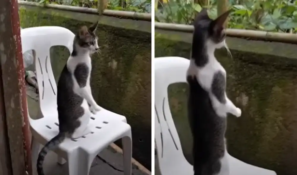 El video viral ha sido compartido en el canal Viral Press. Foto: captura de YouTube.