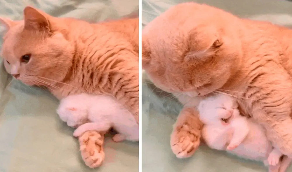 Una joven ingresó a su habitación y se llevó una conmovedora sorpresa al encontrar a su querida mascota junto con su bebé tras haber dado a luz. Foto: captura de TikTok