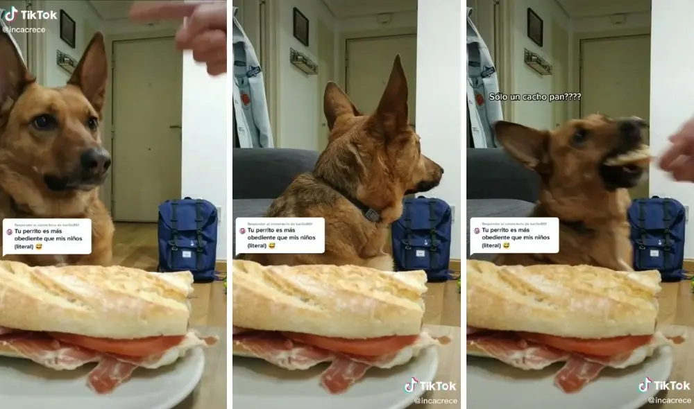 El perrito logró imponer su fuerza de voluntad. Foto: captura de TikTok / @incacrece