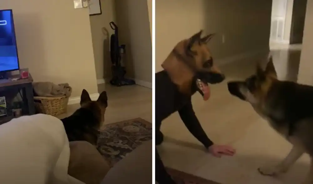 El cachorro quedó frente a su dueño caracterizado de perro. Foto: captura de TikTok.