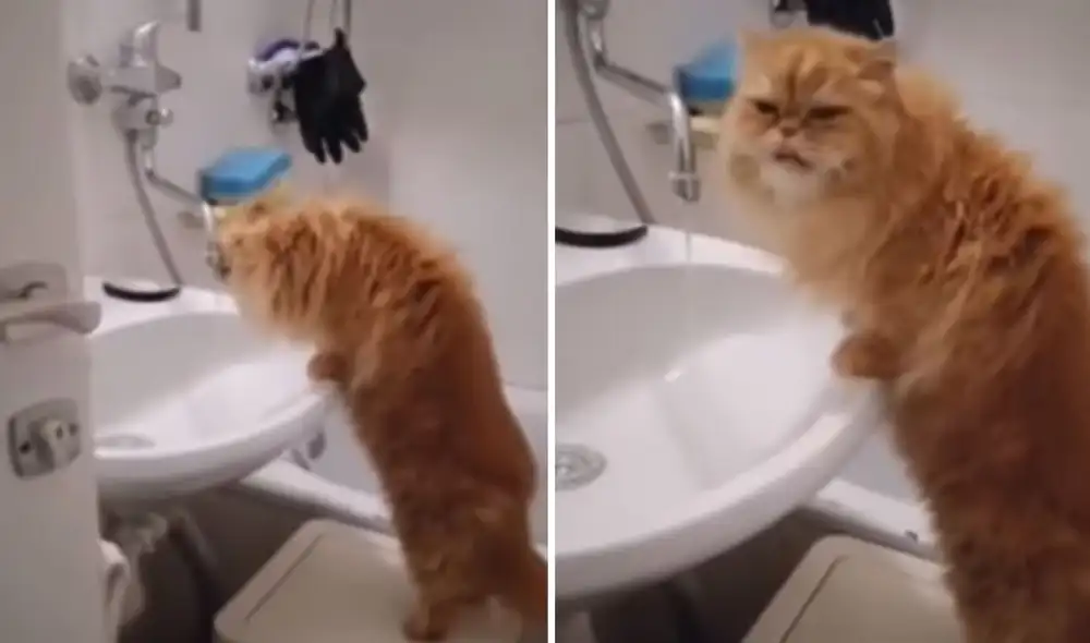 El felino dejó sin palabras a su dueña al ser captado mientras descubría como abrir el caño. Foto: captura de YouTube