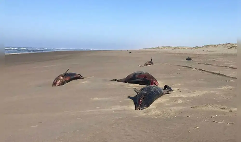 Especialistas recolectaron muestras para estudios sobre actividad marina. Foto: Cortesía IMARPE