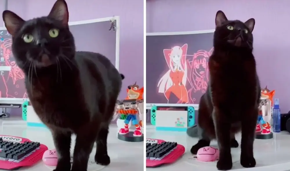 Los pasos de este gatito imitan al personaje animado de la pantalla. Foto: captura de TikTok / @say_coco