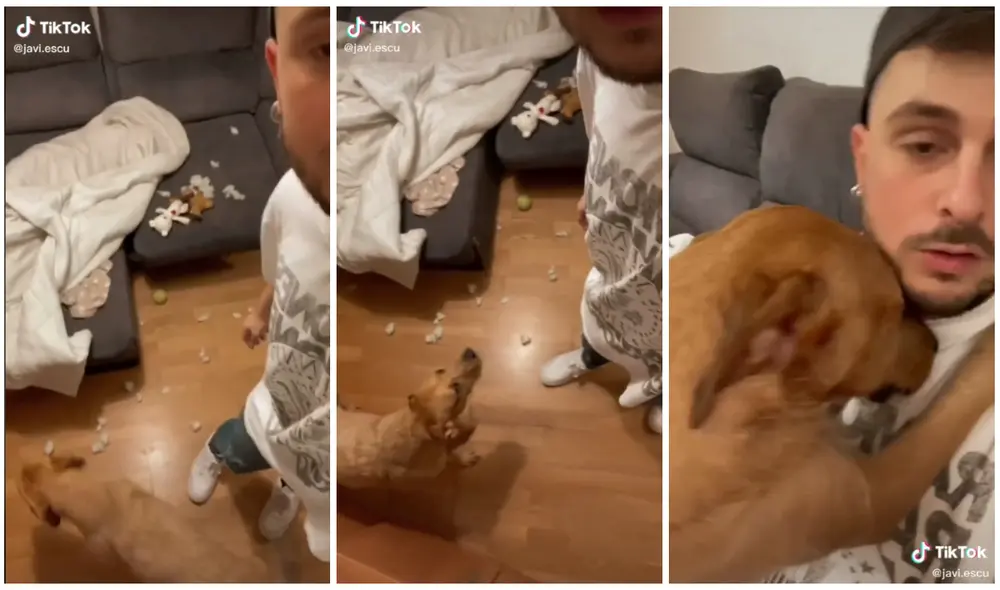 Pepa se acercó a su dueño para 'pedirle disculpas'. Foto: captura de TikTok (@javi.escu) Pepa se acercó a su dueño para 'pedirle disculpas'. Foto: captura de TikTok (@javi.escu)