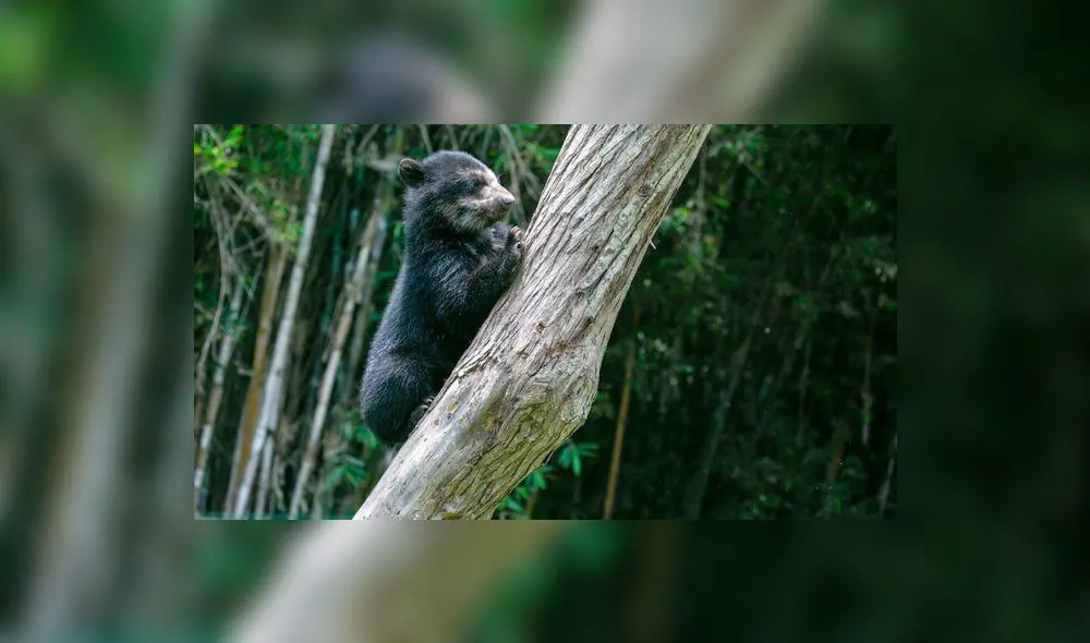 Incendios y cambio de uso en los bosques de la selva puneña suponen un duro golpe al hábitat del oso andino. Foto: Serfor