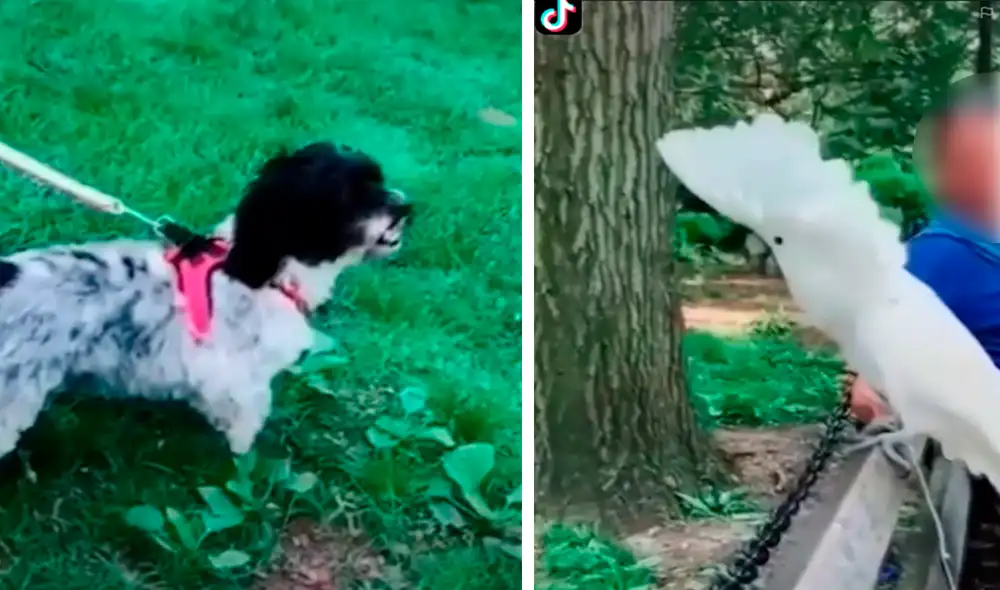 El perro quedó pasmado y muy confundido al escuchar ladrar a la pequeña cacatúa. Foto: captura de TikTok