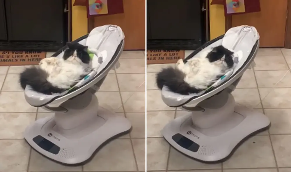 Este gatito ha hecho reír a miles de personas al mostrarse como todo un bebé. Foto: captura de YouTube