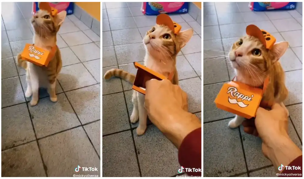 Los usuarios de internet han quedado encantados con Rappicat. Foto: captura de TikTok (@mickyoliveraa) Los usuarios de internet han quedado encantados con Rappicat. Foto: captura de TikTok (@mickyoliveraa)