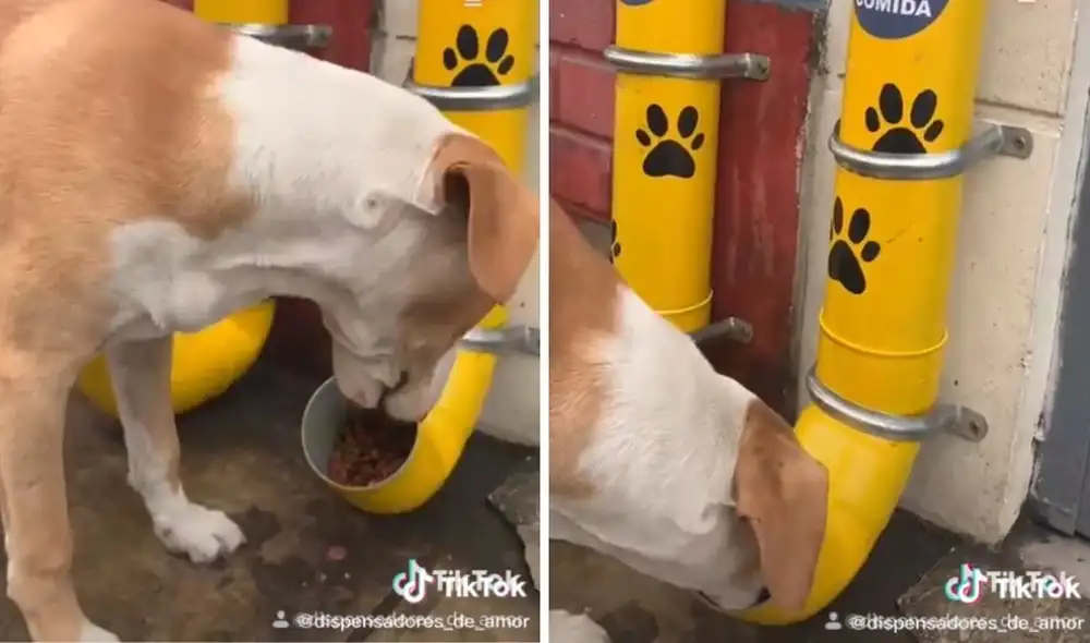 Así son los dispensadores puestos por estas almas caritativas. Foto: captura de TikTok / @dispensadores_de_amor Así son los dispensadores puestos por estas almas caritativas. Foto: captura de TikTok / @dispensadores_de_amor