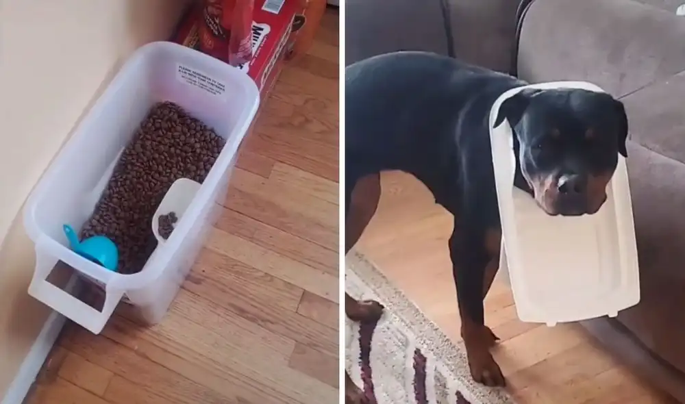 La forma en que su dueña lo descrubrió desató carcajadas entre los usuarios de TikTok / @katelynnmarie21 La forma en que su dueña lo descrubrió desató carcajadas entre los usuarios de TikTok / @katelynnmarie21