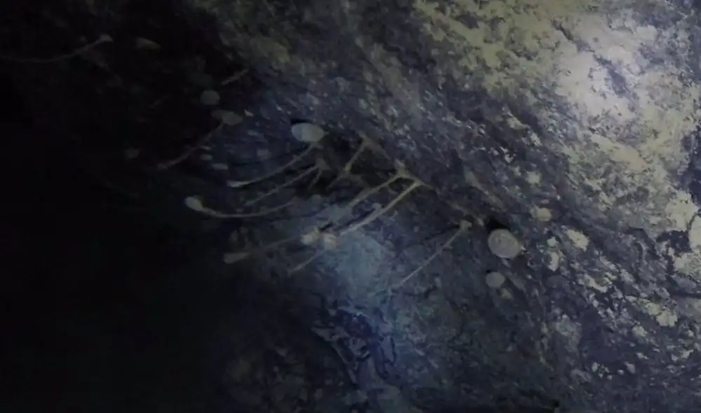 Las criaturas estaban adheridas a una roca bajo la plataforma de hielo. Foto: Huw Griffiths/ British Antarctic Survey