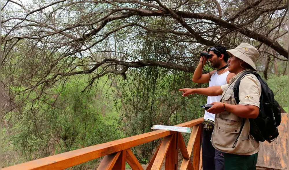 El Bosque de Pómac es uno de los principales atractivos turísticos de Lambayeque. Foto: Andina. El Bosque de Pómac es uno de los principales atractivos turísticos de Lambayeque. Foto: Andina.
