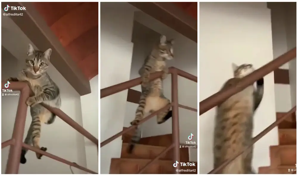 El minino estaba jugando, pero luego se resbaló. Foto: captura de TikTok (@alfredita42)