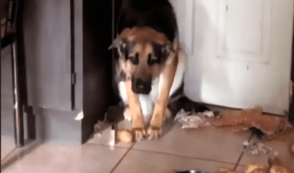 El perrito puso cara de arrepentimiento cuando era regañado por su dueña. Foto: captura de Facebook