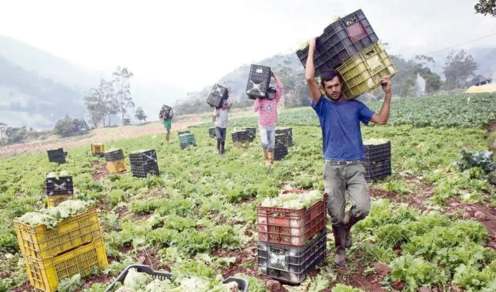 Agricultura. También se espera colocar, a julio, los S/ 440 millones del fondo Agroperú. Foto: difusión