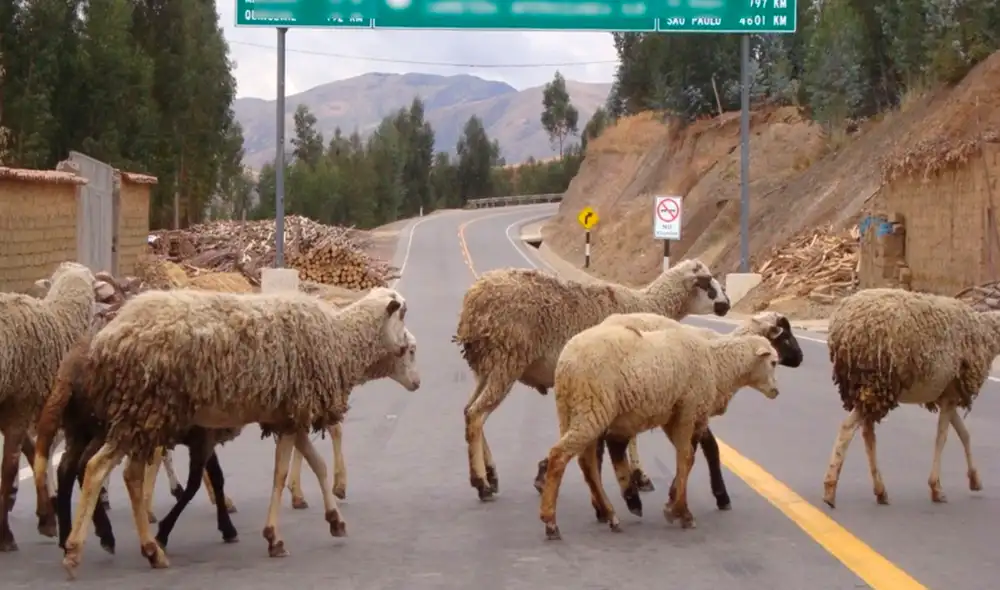 Propietaria solicitó que se identifique al conductor. Foto: referencial/ Ministerio Público