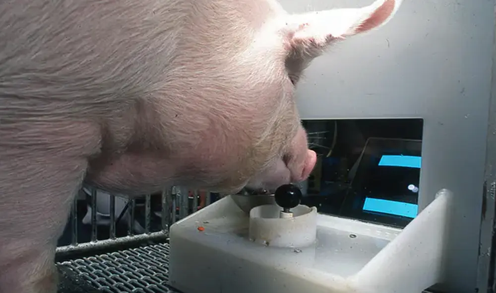 Un cerdo manejando un joystick con su hocico. Foto: Universidad Estatal de Pensilvania