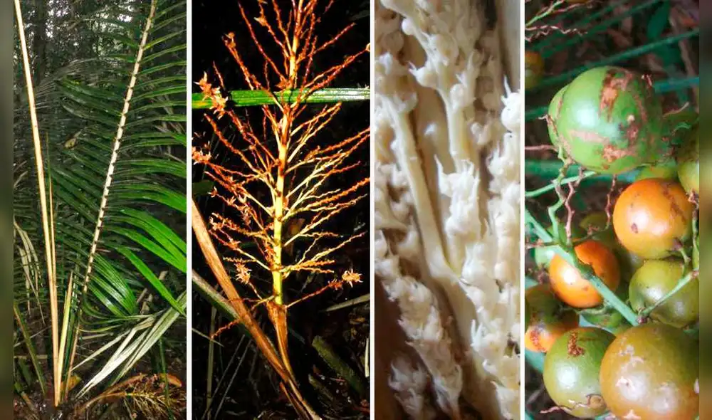 Especie es un gran aporte de las áreas naturales protegidas del Perú para el mundo. Foto: Sernanp Especie es un gran aporte de las áreas naturales protegidas del Perú para el mundo. Foto: Sernanp