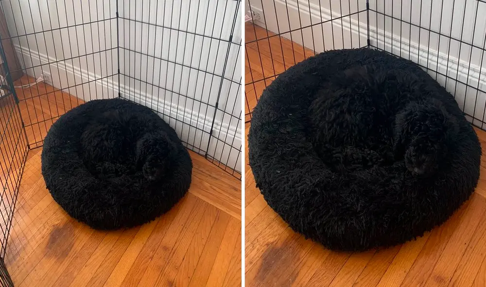 El perro se camufló con el color de la cama por lo que su dueña pensó que había desaparecido. Foto: captura de Facebook El perro se camufló con el color de la cama por lo que su dueña pensó que había desaparecido. Foto: captura de Facebook