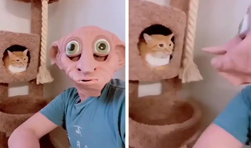 Un joven quiso jugarle una pesada broma a su adorable mascota; sin embargo, se sorprendió con su comportamiento. Foto: captura de TikTok