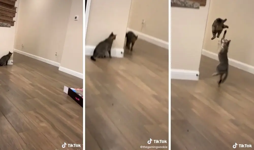 El otro gato se llevó un gran susto. Foto: captura de TikTok / @thegamingwookie El otro gato se llevó un gran susto. Foto: captura de TikTok / @thegamingwookie