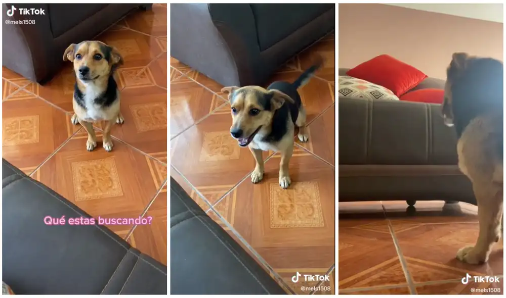 Uno de los internautas ha dicho que el perrito es muy inteligente. Foto: captura de TikTok (@mels1508) Uno de los internautas ha dicho que el perrito es muy inteligente. Foto: captura de TikTok (@mels1508)