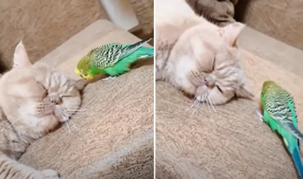 El video ha sido compartido en el canal Rumble Viral. Foto: captura de YouTube