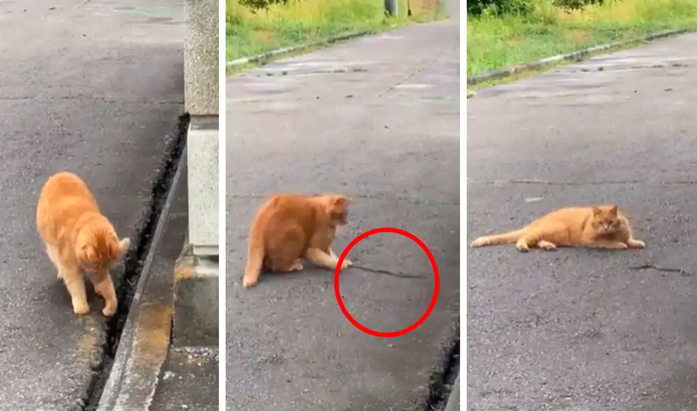 Una serpiente intentó atacar a un gato para escapar de sus garras, luego de que este la había cogido tras encontrarla escondida en la calle. Foto: captura de YouTube