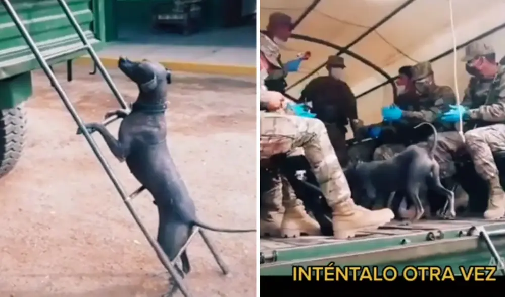 El can recibió el ánimo y aliento de sus 'amigos' y logró cautivar a miles de usuarios. Foto: captura de TikTok