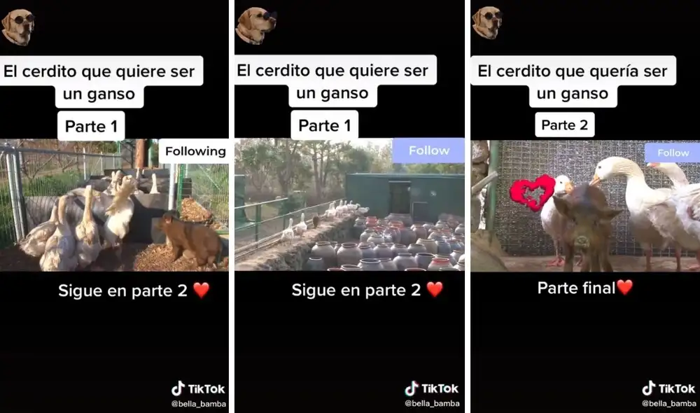 Este cerdito sigue a todos lados a sus amigos emplumados. Foto: captura de TikTok / @bella_bamba Este cerdito sigue a todos lados a sus amigos emplumados. Foto: captura de TikTok / @bella_bamba