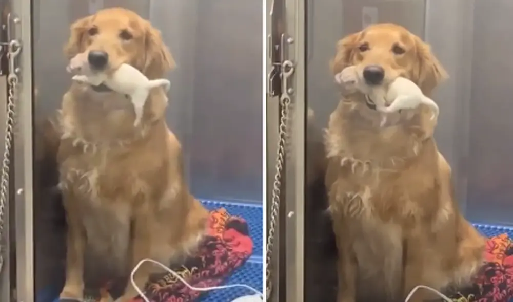 El video ha sido compartido en la página ViralHog. Foto: captura de Facebook