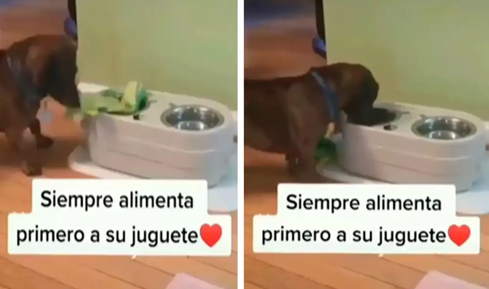 Una joven se percató que su mascota siempre colocaba a su peluche en su plato, con la intención de que coma sus croquetas antes que él. Fotos: captura de TikTok