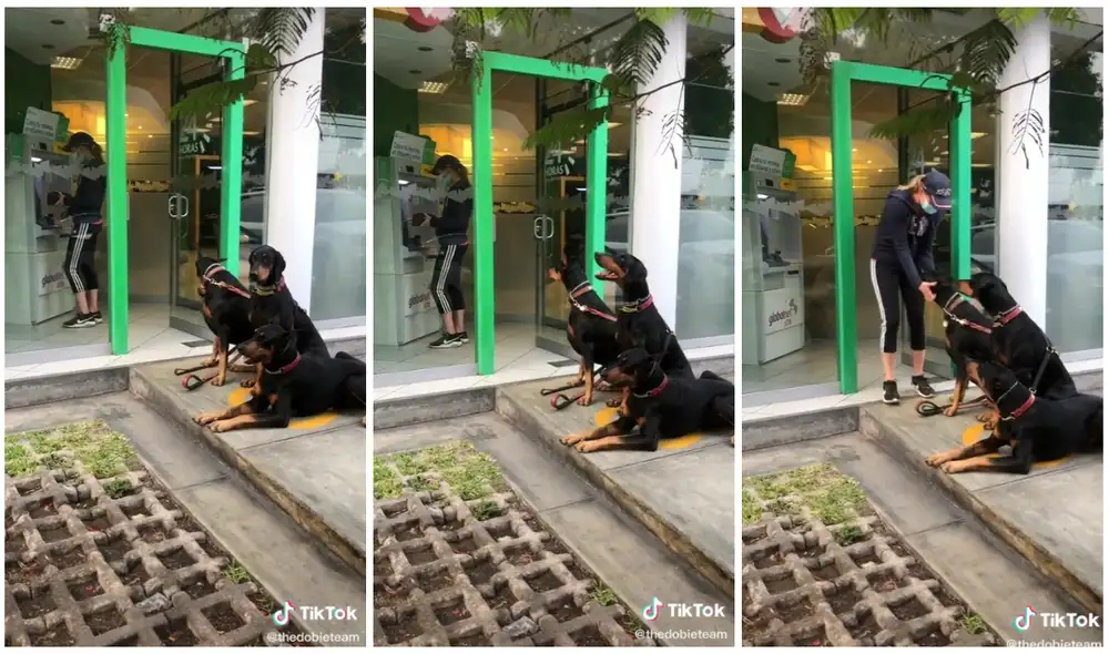 La dueña llevó a sus mascotas para que sean su seguridad personal. Foto: captura de TikTok (@thedobieteam) La dueña llevó a sus mascotas para que sean su seguridad personal. Foto: captura de TikTok (@thedobieteam)