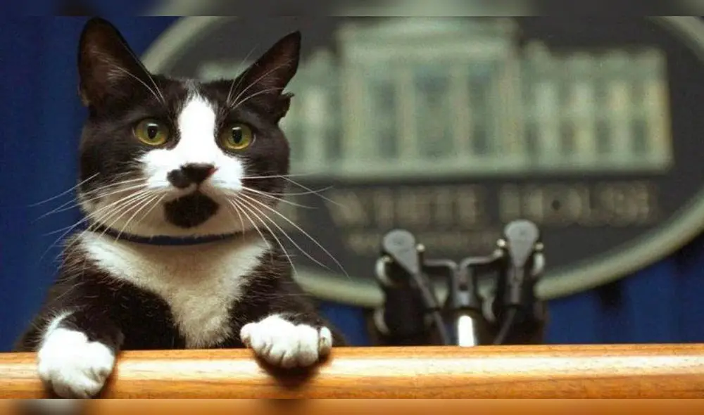 El Día Internacional del gato se celebra este 20 de febrero. Foto: EFE