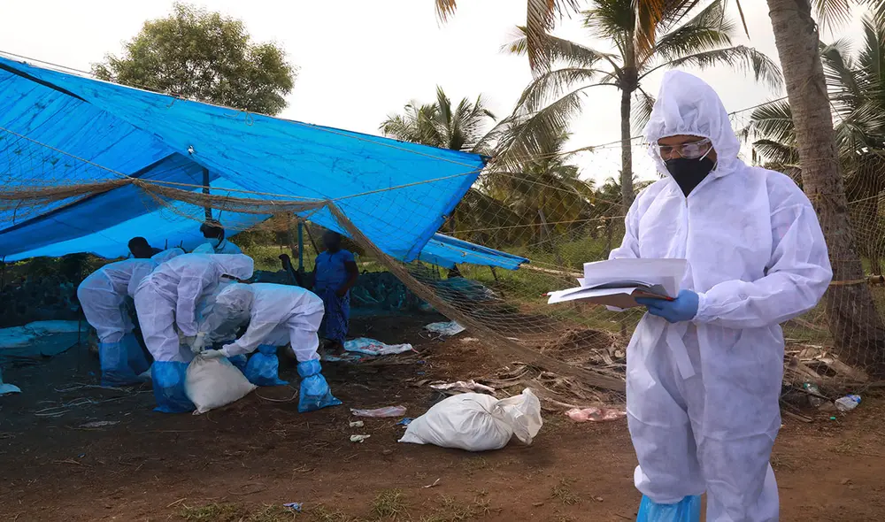 En Países Bajos, investigan si en las granjas aledañas hay presencia alguna del virus. Foto: referencial/AFP