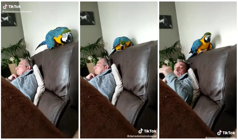 Lo hecho por el ave ha sido visto por miles de personas en Internet. Foto: captura de TikTok (@damsdamszookeeper)