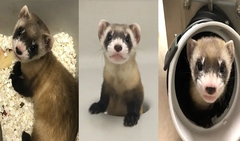 La clonación del hurón de patas negras era un proyecto que comenzó en el 2013 | Composición: Centro Nacional de Conservación del Hurón de Patas Negras del USFWS: