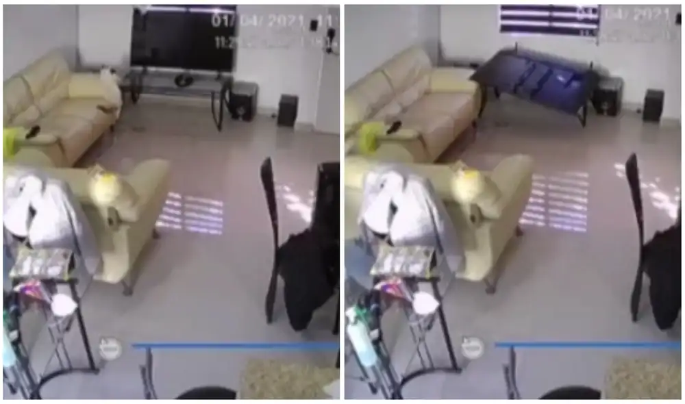 Los mininos no se hicieron daño. Foto: captura de TikTok/@paolaharocardenas