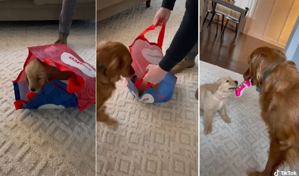 El can no paró de saltar alrededor de la cachorra en señal de 'alegría' por conocerla. Foto: captura de TikTok