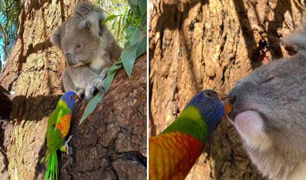 El koala 'rechazó' el beso de este pajarito y la escena se volvió viral en las redes sociales. Foto: Mosswood Wildlife / Facebook