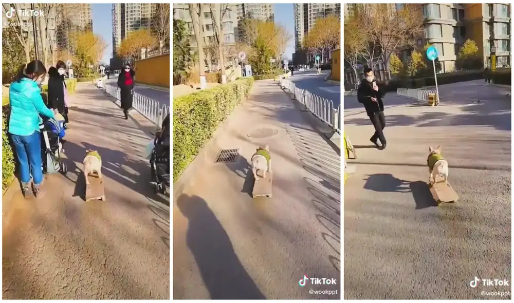 Los internautas también se han quedado asombrados por el talento del perrito. Foto: captura de TikTok/@wookppt Los internautas también se han quedado asombrados por el talento del perrito. Foto: captura de TikTok/@wookppt