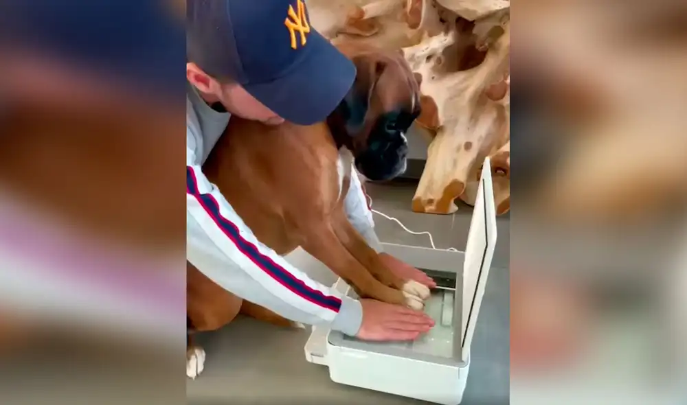 Un joven puso en marcha una conmovedora idea para escanear sus manos con las patas de su perro y hacer un lindo cuadro. Foto: captura de Facebook Un joven puso en marcha una conmovedora idea para escanear sus manos con las patas de su perro y hacer un lindo cuadro. Foto: captura de Facebook