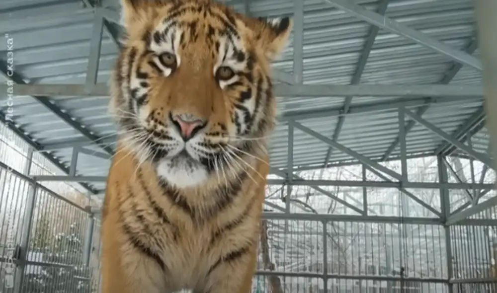 El video ha sido compartido en el canal de RT en Español. Foto: captura de YouTube El video ha sido compartido en el canal de RT en Español. Foto: captura de YouTube