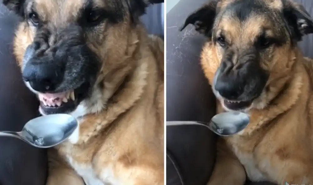 El cachorro tuvo una insólita reacción al tomar su medicina. Foto: captura de TikTok.