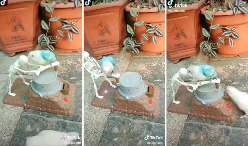 El loro sorprendió al introducir monedas a un juguete para que su amigo se divierta. Foto: captura de TikTok
