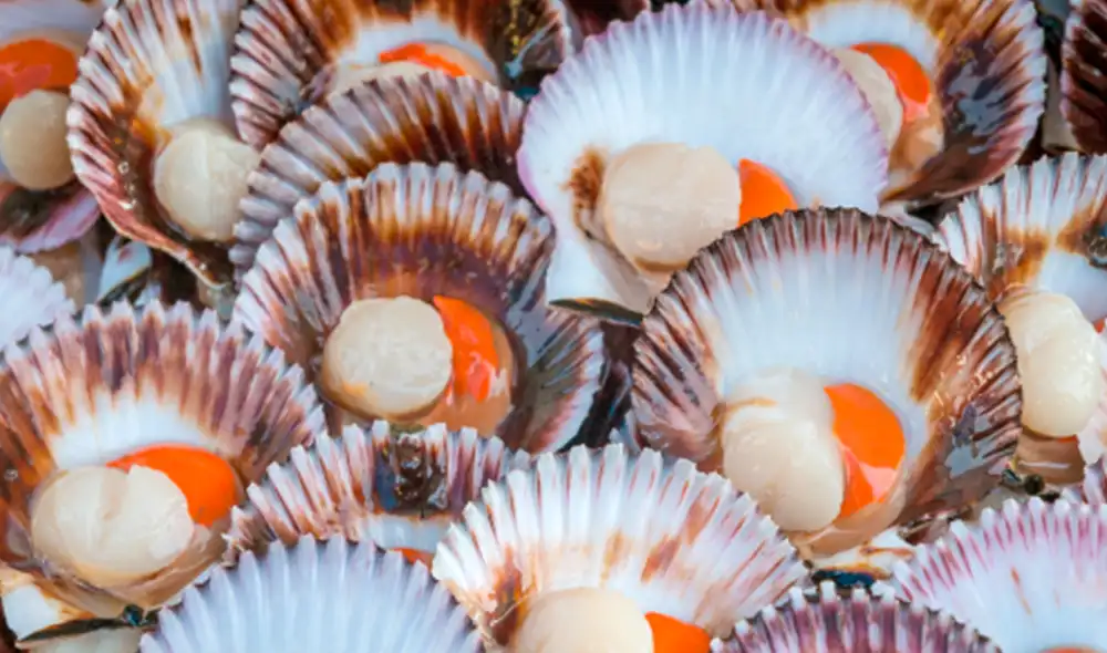 Conchas de abanico. EUA ha sido una de las economías con crecimiento más estables en el área del Golfo (TCP 4,3%), durante las últimas dos décadas. Foto: difusión