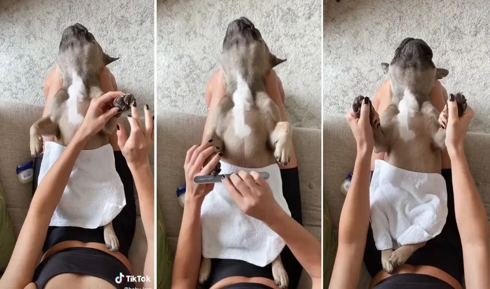 Este engreído can disfrutó de un momento de relajación gracias a los cuidados de su dueña. Foto: captura de TikTok