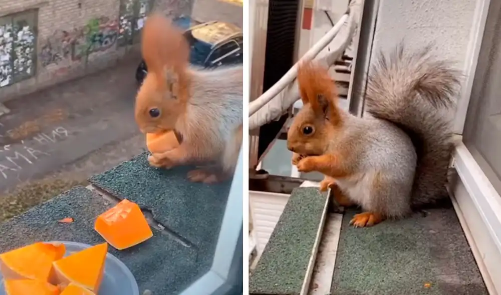 Cada tarde, una joven colocaba frutos secos y agua para ofrecerle a un indefenso roedor que vivía por los alrededores de un parque cerca de su hogar. Foto: captura de YouTube