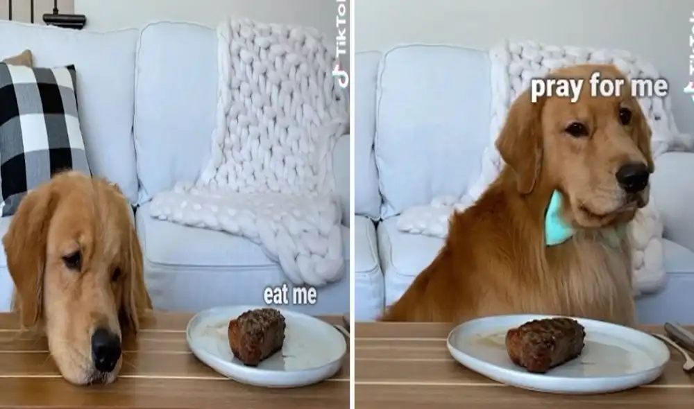 El can llenó de ternura las redes sociales con su comportamiento. Foto: captura de TikTok